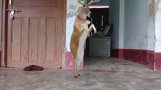 Sarki jo sar se hd jhankar song(hello brother)