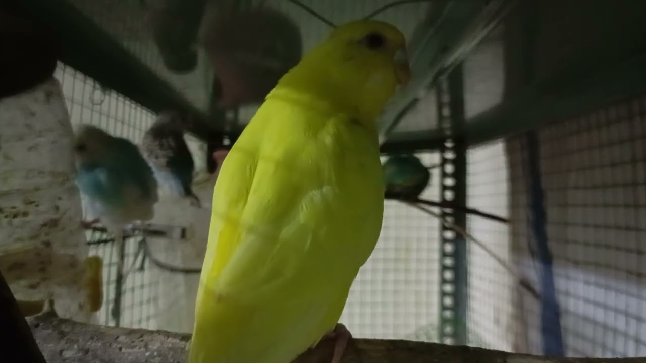 Budgies singing, Dancing and Playing in my home colony. Beautiful lovebirds. #ourcool #birdsound