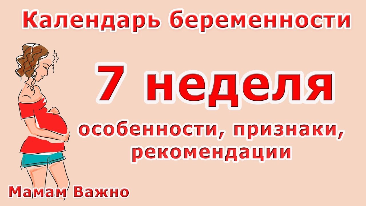 Развитие плода по неделям и самые опасные периоды беременности Развитие плода по неделям и самые опасные периоды беременности