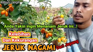 Rasa Jeruk Nagami, Anda Yakin Ingin Menanam Jeruk Yang Berasal Dari Jepang ini, Kebun Langit