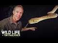 Tim Faulkner Saves Large Snake From Getting Crushed! | Full Episode | The Wildlife Of Tim Faulkner