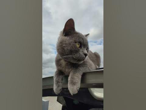Кот-компот - YouTube