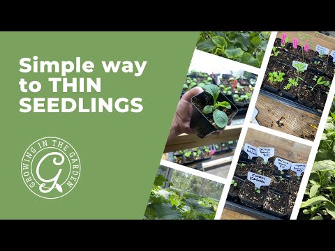 Video: Verdunningsplanten - Hoe zaailingen te verdunnen