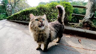 長毛と短毛のキジ猫コンビが地面にゴロンゴロンしながら競うように甘えてきた