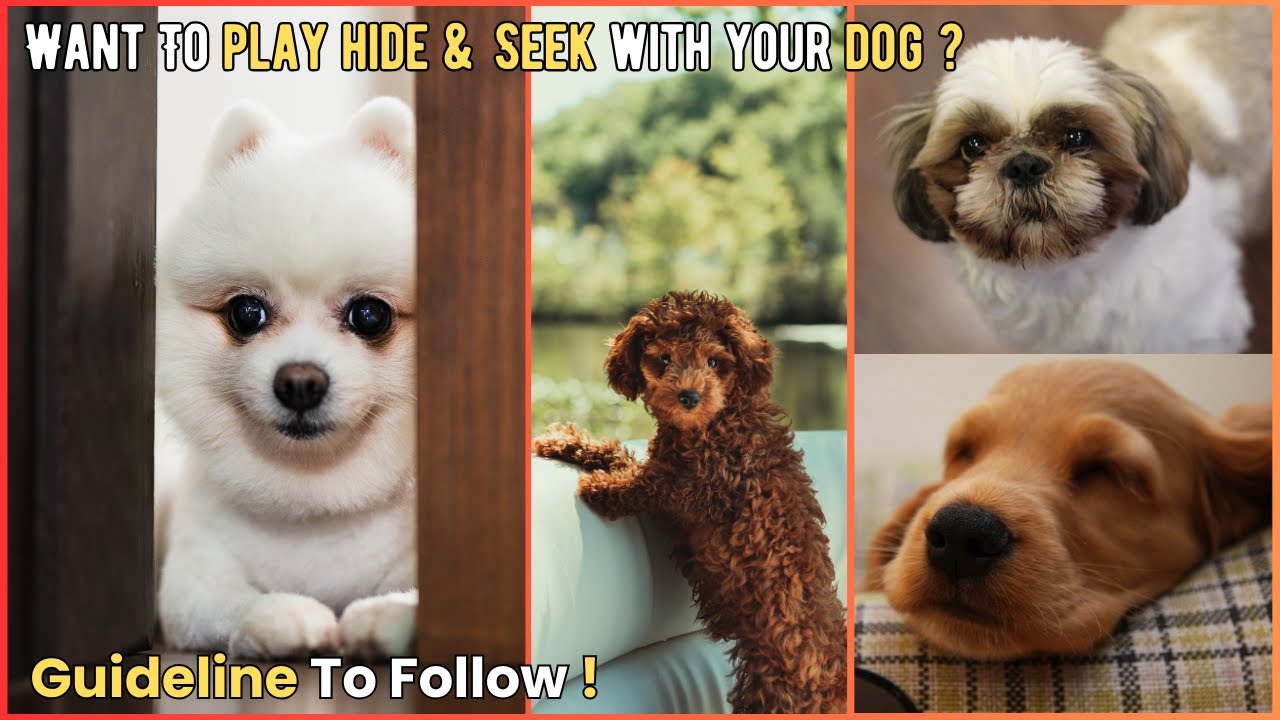 View of How to Teach Your Dog to Play Hide and Seek | V189 | Dogs | Dog | Dog ...