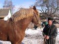 Советский тяжеловоз.  Кобыла МАРТА