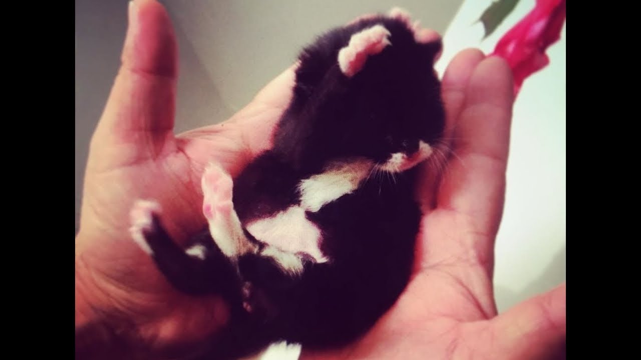 ペットを飼う気が全くなかった女性の目の前に現れた運命の子猫。