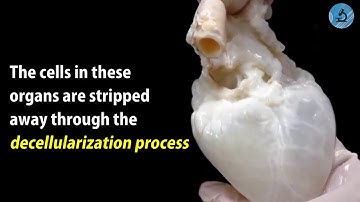 Decellularization | This technique could solve the organ shortage crisis