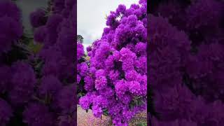 الجهنمية، هكذا تربى ،،، أربعة اشكال لتربية الجهنمية الرائعة bougainvillea بذرة