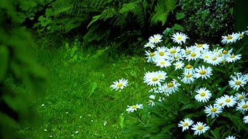 سورة الحجرات كاملة // "Surah"🤲 Al-Hujuraat 🍀🌻🌱