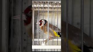 Goldfinch bird singing for training songs _ Jilguero canto Limpio #shorts