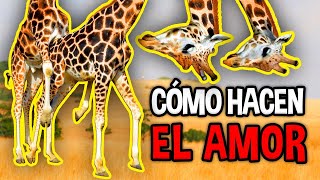 cómo HACEN el AMOR los ANIMALES | Extraños hábitos de APAREAMIENTO 🔥