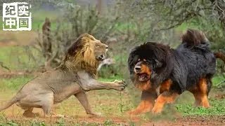 Tibetan mastiff, the king of grassland, fights with lions. It's a kind of dog with real humanity