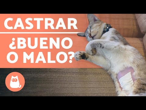 Video: Castración De Un Gato: Pros Y Contras