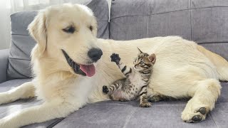 Playful Tiny Kitten Befriends Golden Retriever (So Funny!!)