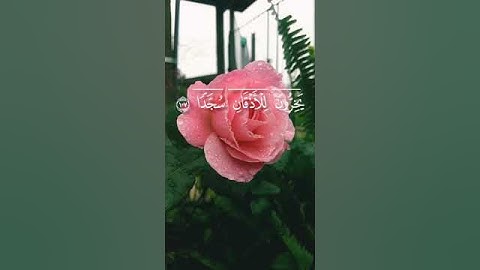 وقرآنا فرقناه لتقرأه على الناس على مكث ونزلناه تنزيلا = سورة الإسراء = #محمد_أيوب