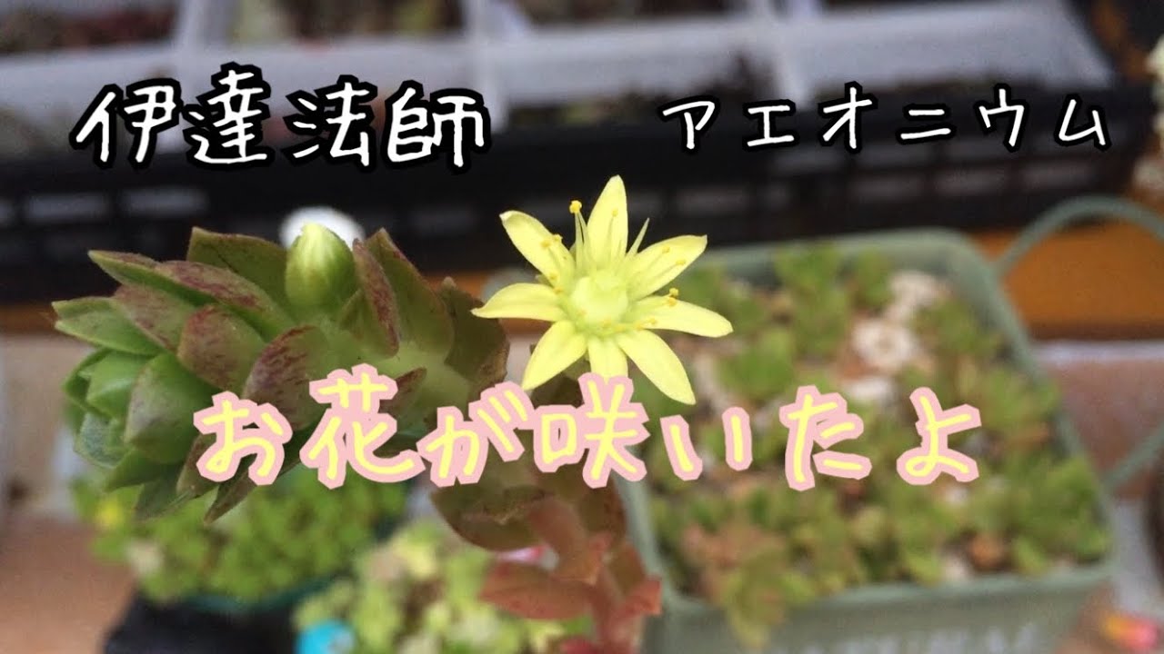 アエオニウムの伊達法師 お花が咲きました 多肉植物 Youtube アエオニウムの伊達法師 お花が咲きました 多肉植物 Youtube