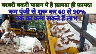 बिहार का सबसे बड़ा बरबरी बकरी विक्रेता | Barbari Goat Farming In Bihar | Benefit In Goat Farming