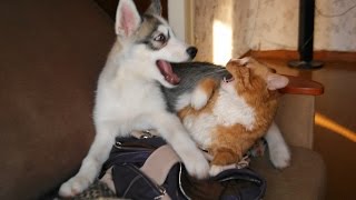 Хаски и кот - лучшие друзья!!! Хаски и кот - лучшие друзья!!!