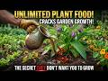 One Plant Produces Endless Fertilizer — Why Did We Abandon It?