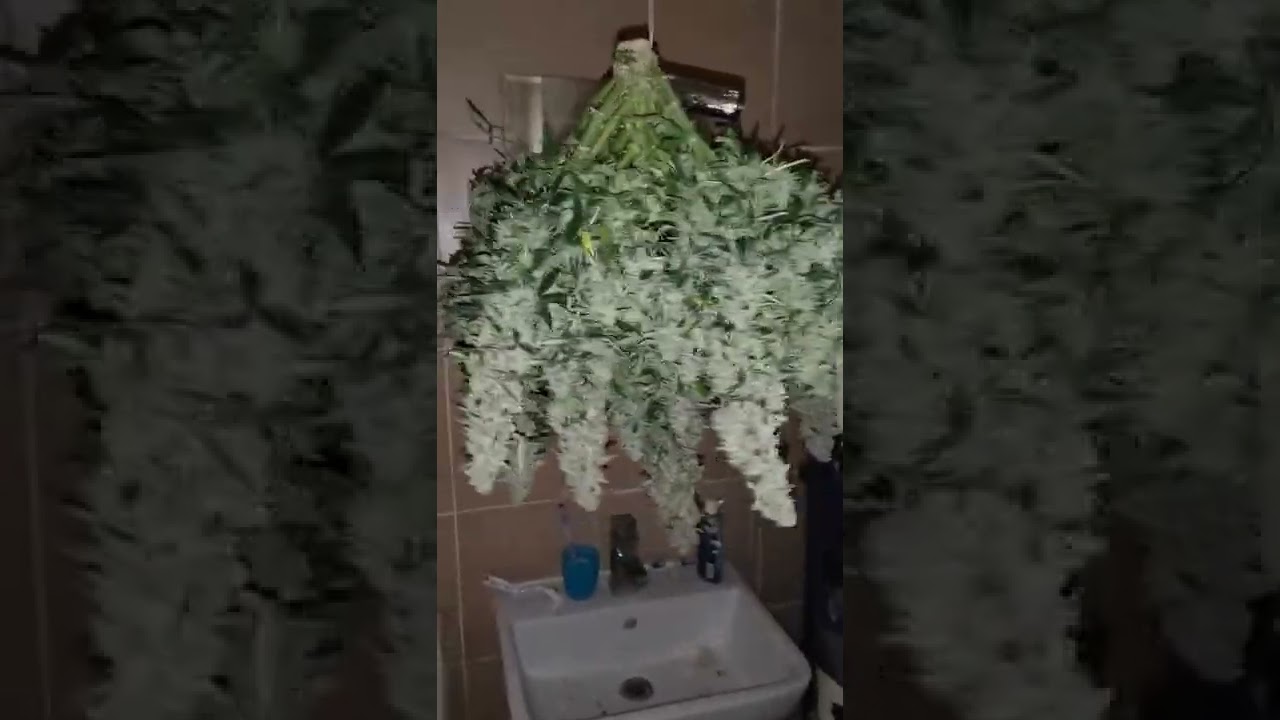 Northern lights auto by seedsman