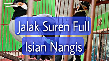 Jalak Suren Ikut nangis Viral Gacor # Bird Starlings Cry