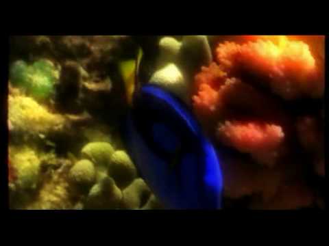 رباعيات فى حب الله مدحت صالح كلمات الشاعر نبيل خلف