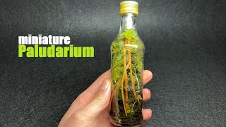 I made a Miniature PALUDARIUM by glassyGREEN 325 views 11 months ago 4 minutes, 59 seconds