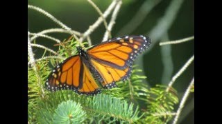 Why the monarch butterfly should not be listed as endangered
