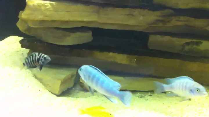 55 gallon Malawi tank pool filter sand