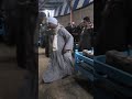 طبل بلدى ال سعد الدين الحرجه بالقرعان البلينا طبل بلدى ال سعد الدين الحرجه بالقرعان البلينا