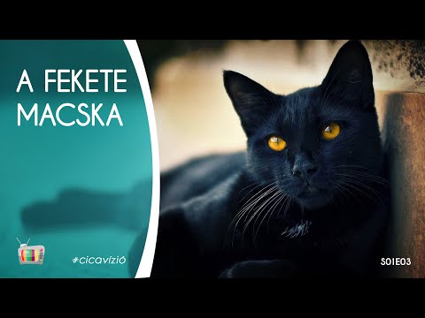 Videó: Háziállat-mítoszok: A Fekete Macskák Balszerencsések