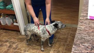VETT 220- Task 7- Restrain a dog or cat for eye or ear medication