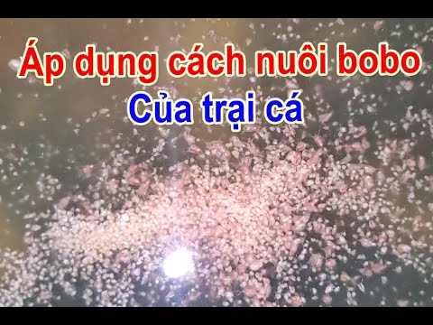 Video Cách nuôi BO BO sinh sản số lượng khủng tại nhà | Thức... - youtube