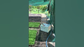 Cung Cấp Hoa Cúc Giống Pha Lê Khu N Nở Hàng Xuất Thống Nhất Đồng Nai 4/8/2022 ÂL