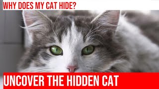 Help Your Cat Come Out of Hiding: Understanding & Encouraging Socialization by Kitty Cat's Corner 70 views 1 month ago 3 minutes, 26 seconds