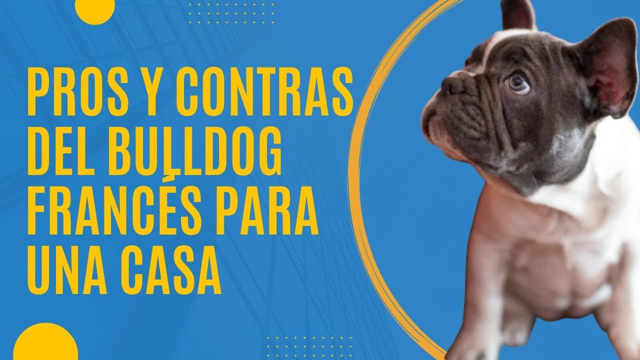 Bulldog Francés azúl, Bulldog Frances blue precio