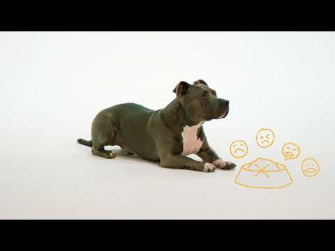 Video: Krmivo pro psy s citlivostí
