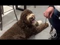 Obedience at Target - Labradoodle Dog Training