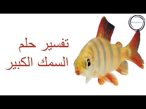 فيديو: لماذا تحلم بسمكة قديمة ضخمة تم اصطيادها بطعم