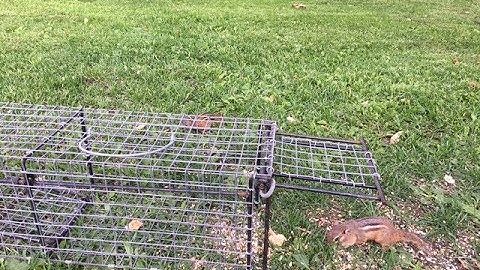 How to Pest Control. Chipmunk and Squirrel Trapping Tutorial