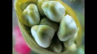 Fiona apple O'sailor