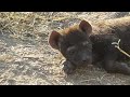 Hyena mother with two very small cubs.