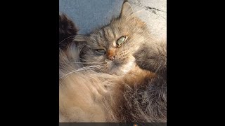 cute cat plays and meows