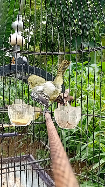 #sirtu jantan tergoda sirtu betia gacor