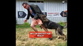 Training a dog to ATTACK for real!