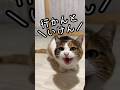 今日のおしゃべり小町。豆の収穫は庭ネコズの必須業務🫛