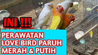 CARA Perawatan Love Bird Paruh Putih dan paruh Merah