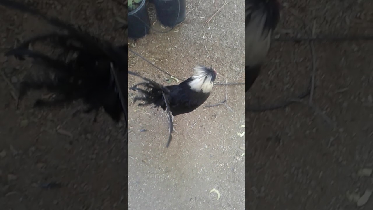 Organic Trees- Las Vegas, Nevada, (Locally grown)