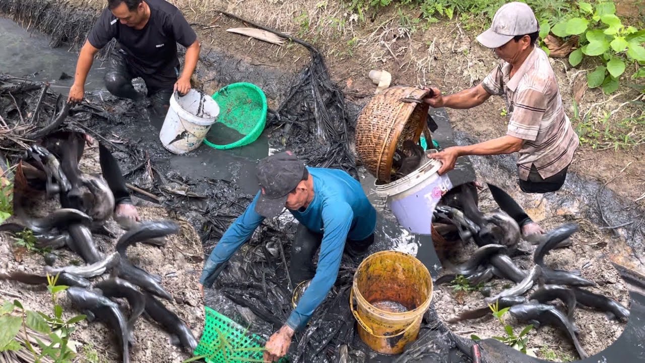 Thu Hoạch Khủng Hàng Trăm Con Cá Bự -Ba Người Bưng Không Nổi |Atml
